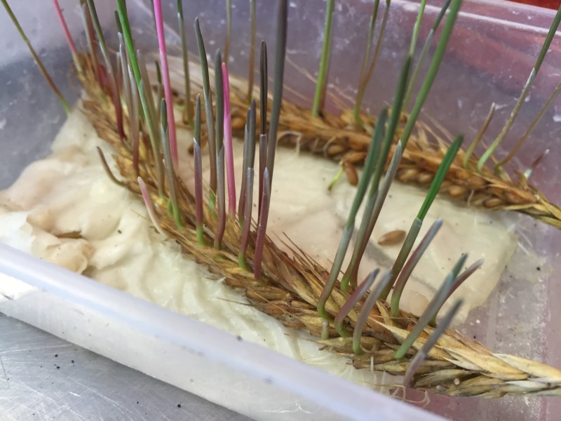 This is some of that rye sprouting, 